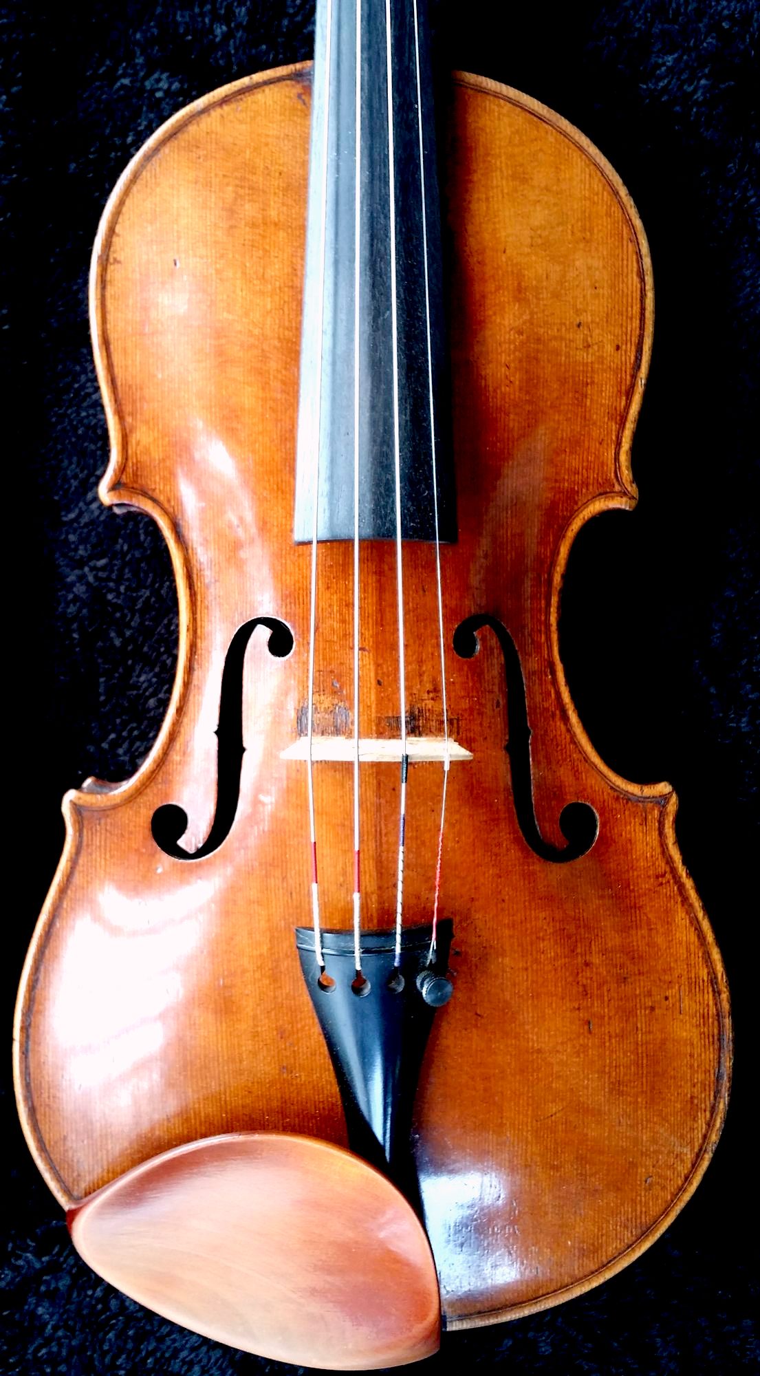 Maurizi violin belly